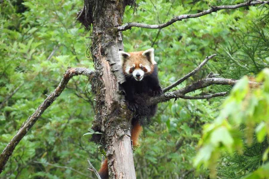 In Sikkim